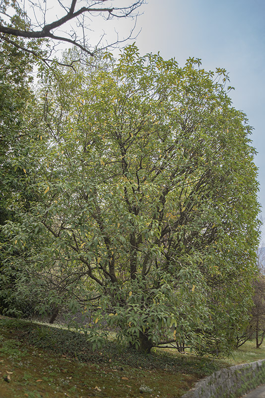 OSMANTHUS YUNNANENSIS - OLEACEAE - 6722