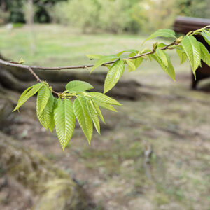 CASTANEA CRENATA - FAGACEAE - 6724