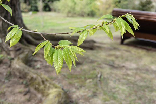 CASTANEA CRENATA - FAGACEAE - 6724