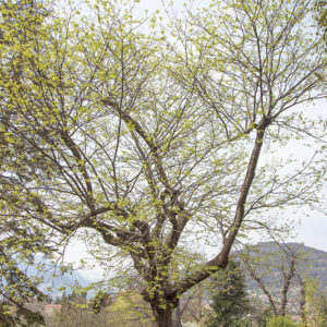 CASTANEA CRENATA - FAGACEAE - 6725