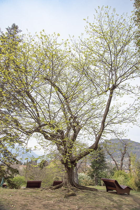 CASTANEA CRENATA - FAGACEAE - 6725
