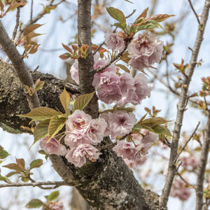 PRUNUS SERRULATA - ROSACEAE - 6727