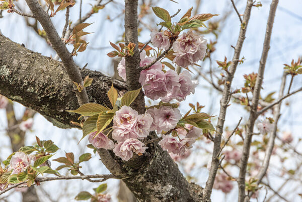 PRUNUS SERRULATA - ROSACEAE - 6727