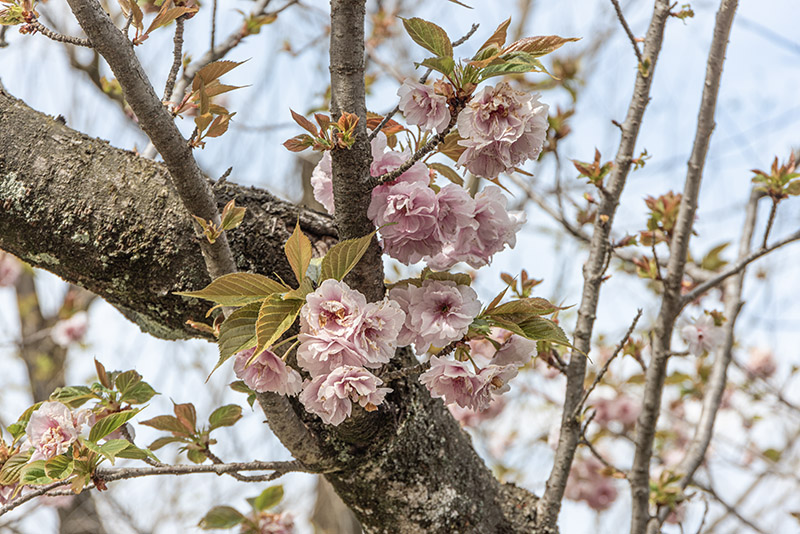 PRUNUS SERRULATA - ROSACEAE - 6727 - immagine 1