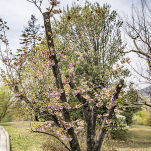 PRUNUS SERRULATA - ROSACEAE - 6728
