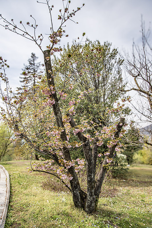 PRUNUS SERRULATA - ROSACEAE - 6728