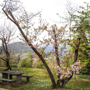 PRUNUS SERRULATA - ROSACEAE - 6729