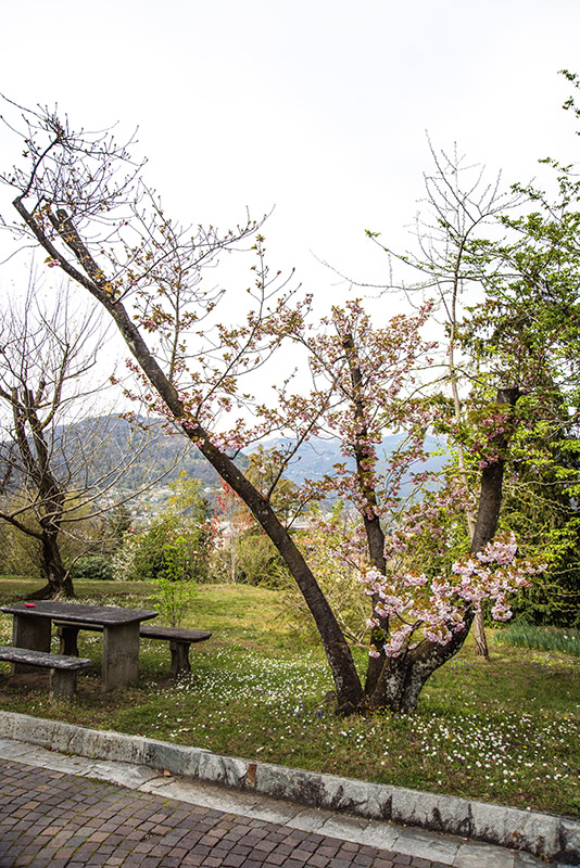 PRUNUS SERRULATA - ROSACEAE - 6729