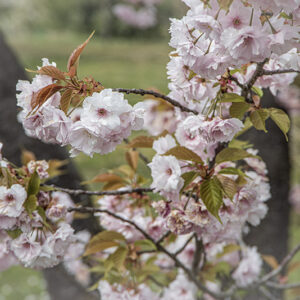 PRUNUS SERRULATA - ROSACEAE - 6730