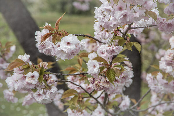 PRUNUS SERRULATA - ROSACEAE - 6730