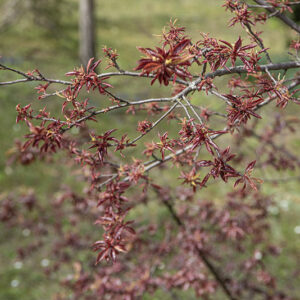 PRUNUS CERASIFERA - HESSEI - ROSACEAE - 6732