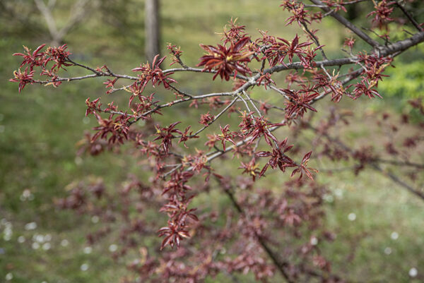 PRUNUS CERASIFERA - HESSEI - ROSACEAE - 6732