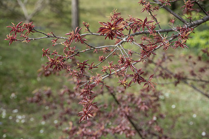 PRUNUS CERASIFERA - HESSEI - ROSACEAE - 6732 - immagine 1