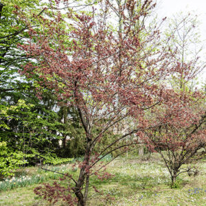 PRUNUS CERASIFERA - HESSEI - ROSACEAE - 6733