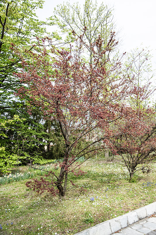 PRUNUS CERASIFERA - HESSEI - ROSACEAE - 6733