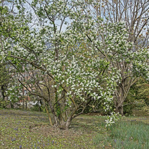 EXOCHORDA KOROLKOW - ROSACEAE - 6735