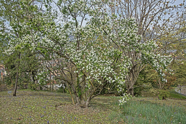 EXOCHORDA KOROLKOW - ROSACEAE - 6735