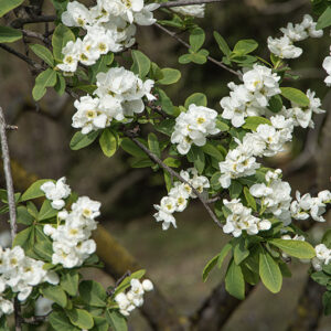 EXOCHORDA KOROLKOW - ROSACEAE - 6736