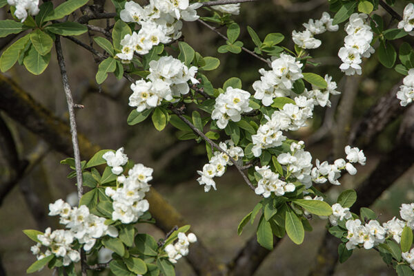 EXOCHORDA KOROLKOW - ROSACEAE - 6736