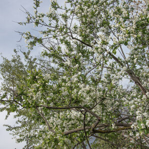 EXOCHORDA KOROLKOW - ROSACEAE - 6737