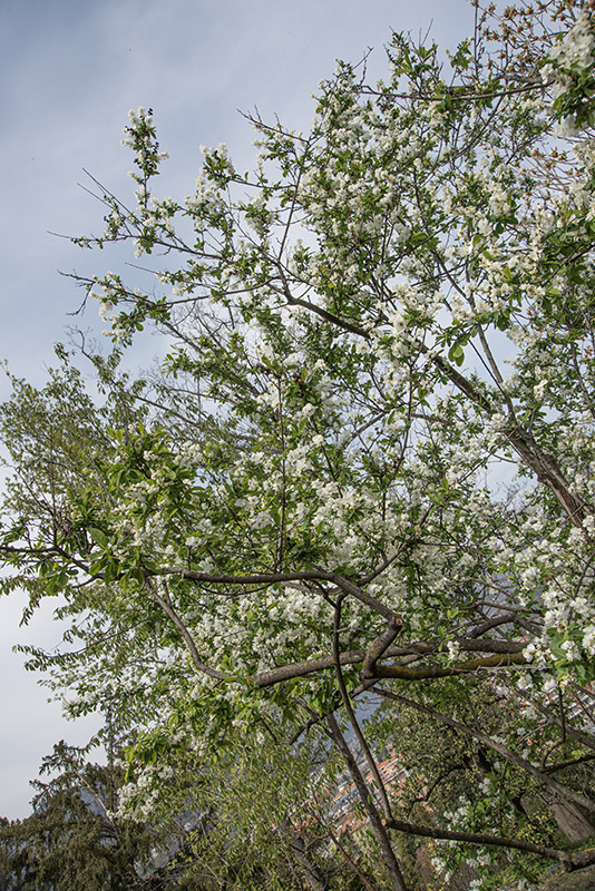 EXOCHORDA KOROLKOW - ROSACEAE - 6737