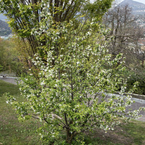 MALUS, BACCATA MANDSHURICA - ROSACEAE - 6741
