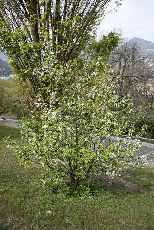 MALUS, BACCATA MANDSHURICA - ROSACEAE - 6741