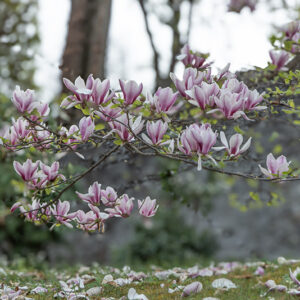 MAGNOLIA JAPONICA, MAGNOLIACEAE - 6743