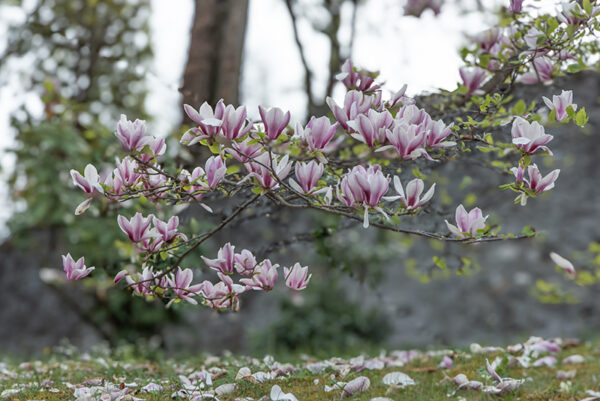 MAGNOLIA JAPONICA, MAGNOLIACEAE - 6743