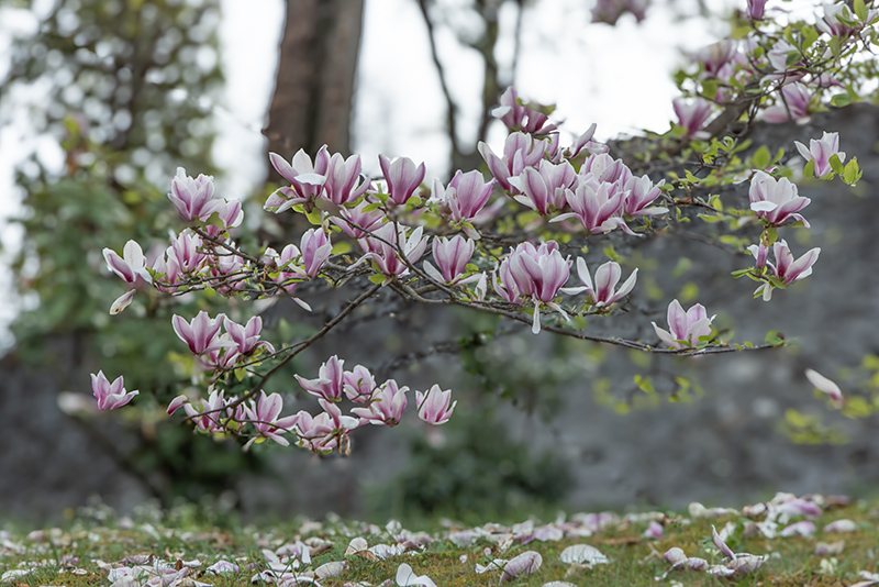 MAGNOLIA JAPONICA, MAGNOLIACEAE - 6743 - immagine 1