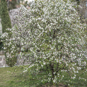 MALUS SIEBOLDII - ROSACEAE - 6745