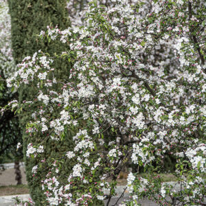 MALUS SIEBOLDII - ROSACEAE - 6746