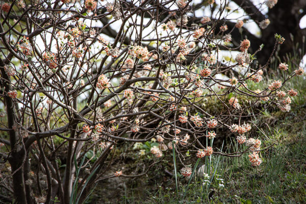 EDGEWORTHIA, MITSUMATA - TYMELAEACEAE - 6748