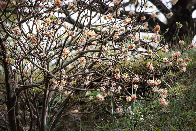 EDGEWORTHIA, MITSUMATA - TYMELAEACEAE - 6748 - immagine 1