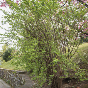 ABELIA CHINENSIS, CAPRIFOLIACEAE - 6750