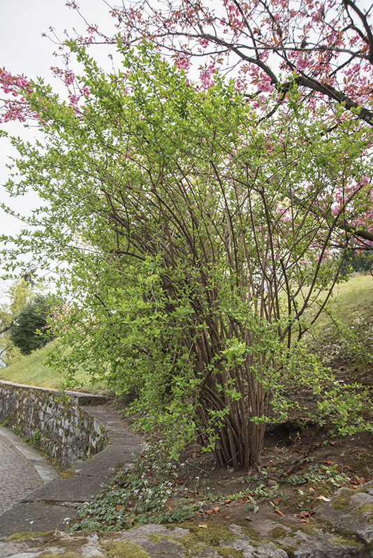 ABELIA CHINENSIS, CAPRIFOLIACEAE - 6750