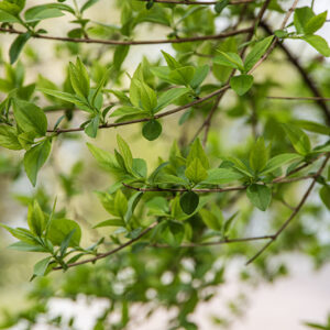 ABELIA CHINENSIS, CAPRIFOLIACEAE - 6751