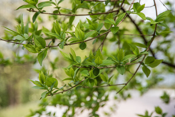 ABELIA CHINENSIS, CAPRIFOLIACEAE - 6751