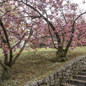 PRUNUS - ROSACEAE - 6752