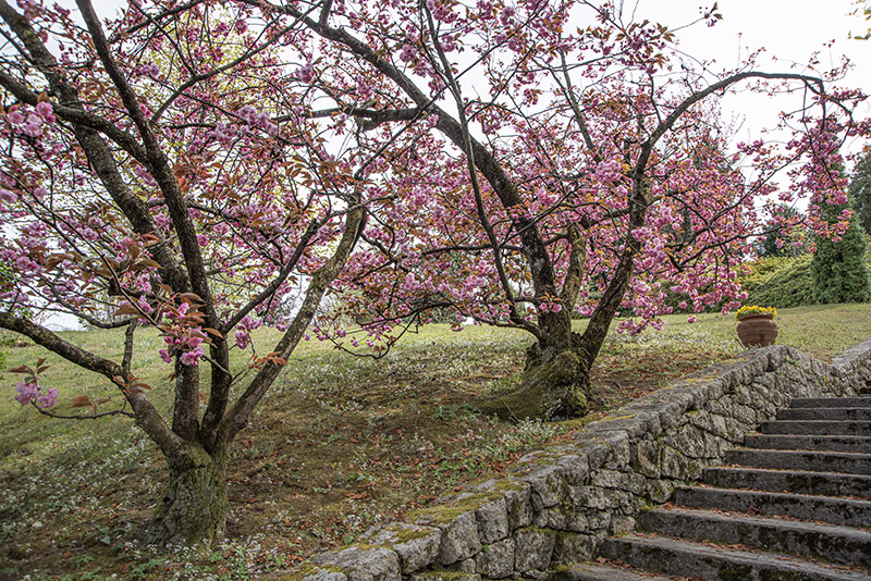 PRUNUS - ROSACEAE - 6752 - immagine 1