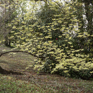 CORNUS CONTROVERSA, VARIEGATA, CORNACEAE - 6754