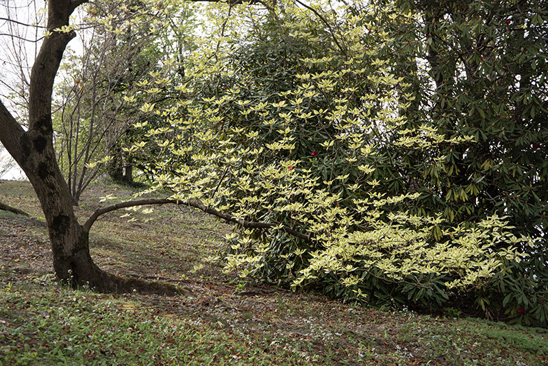 CORNUS CONTROVERSA, VARIEGATA, CORNACEAE - 6754 - immagine 1