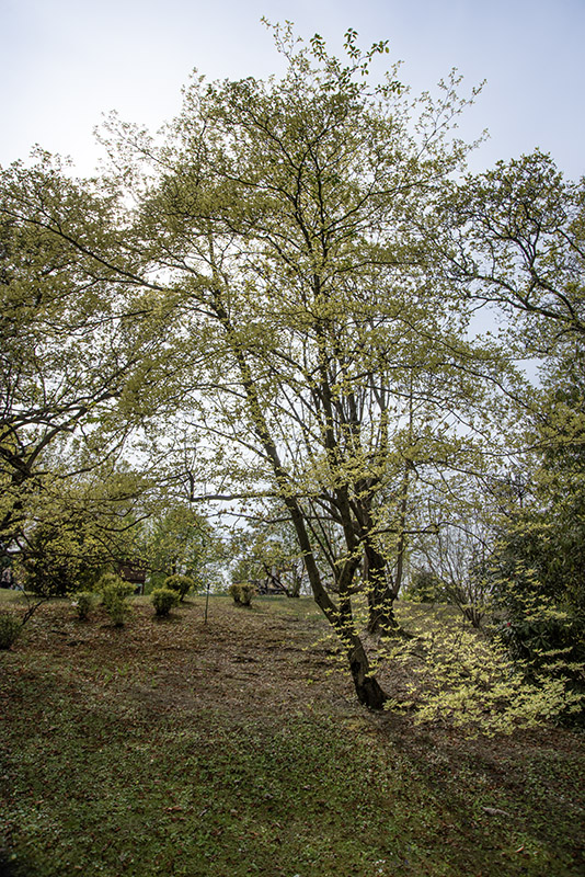 CORNUS CONTROVERSA, VARIEGATA, CORNACEAE - 6755