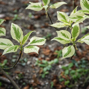 CORNUS CONTROVERSA, VARIEGATA, CORNACEAE - 6756