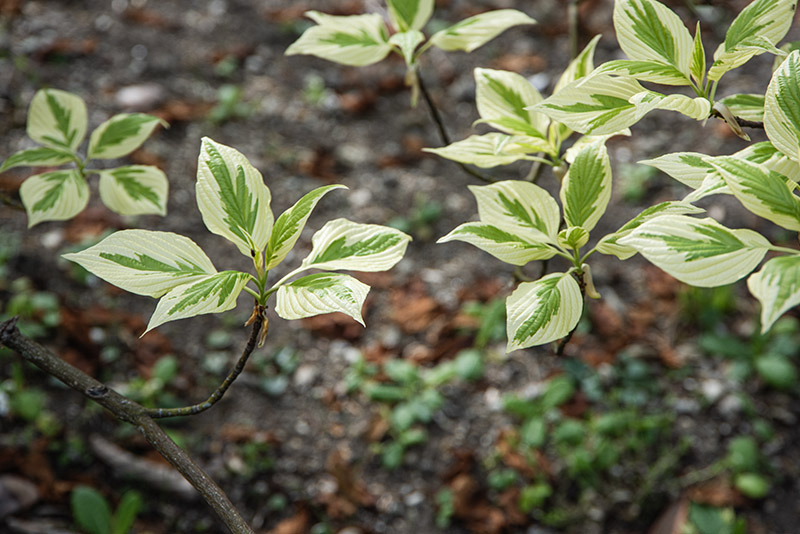 CORNUS CONTROVERSA, VARIEGATA, CORNACEAE - 6756 - immagine 1