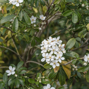 CHOISYA TERNATA, RUTACEAE - 6758