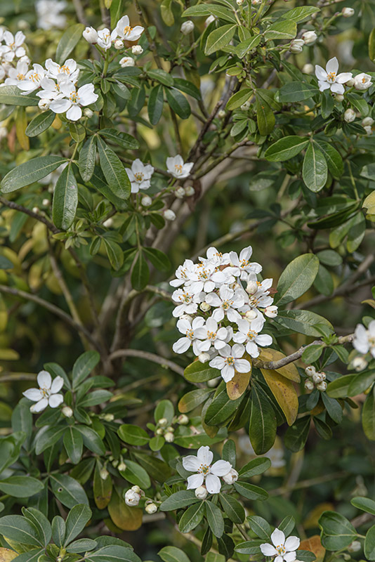 CHOISYA TERNATA, RUTACEAE - 6758