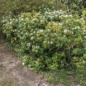 CHOISYA TERNATA, RUTACEAE - 6759