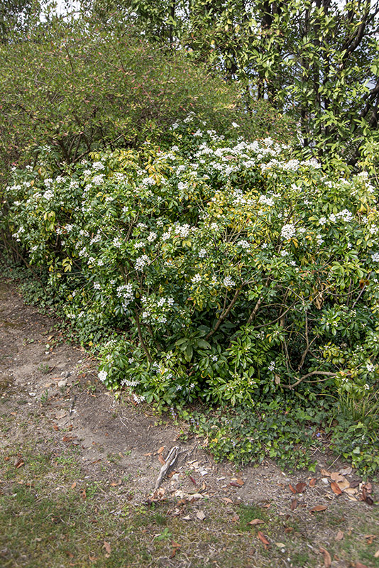 CHOISYA TERNATA, RUTACEAE - 6759