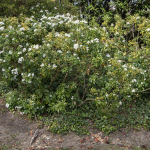 CHOISYA TERNATA, RUTACEAE - 6760
